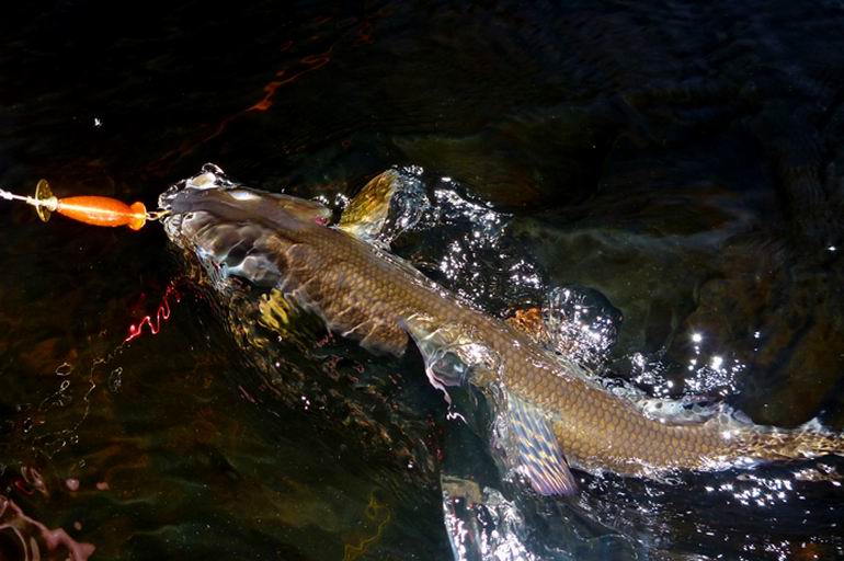 Wyprawa do Laponii