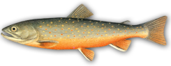 Palia wędrowna