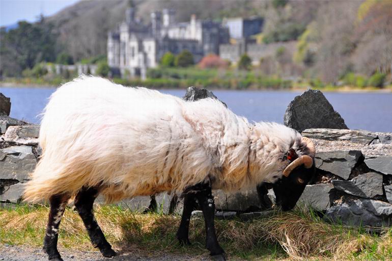 Wyprawa do Irlandii