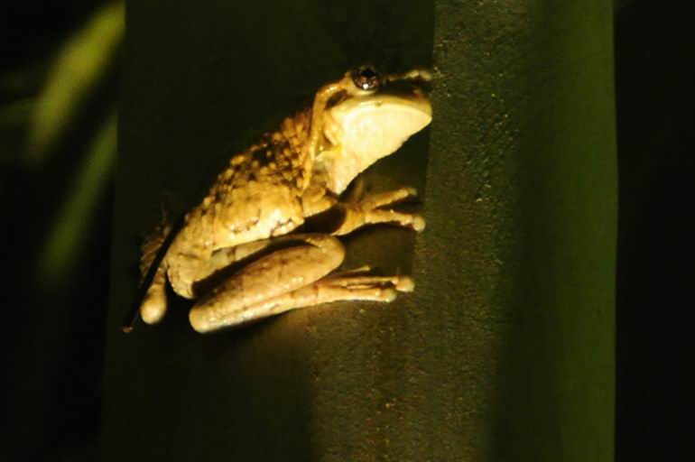 Panama