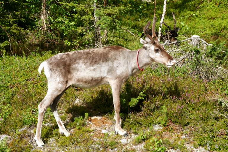Wędkarstwo w Norwegii