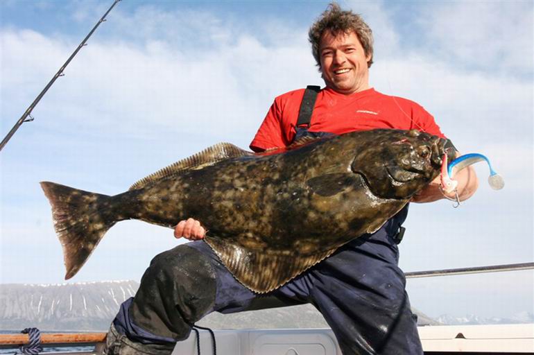 Halibut