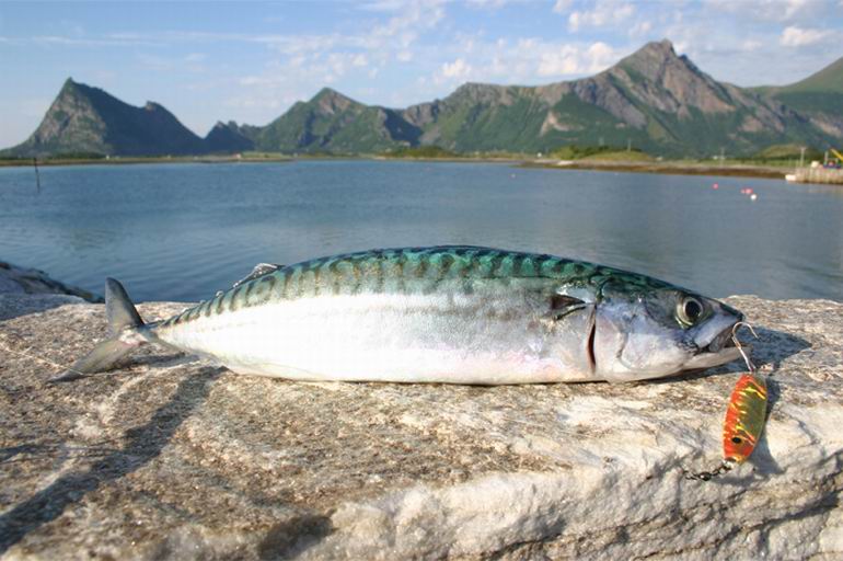 Makrela
