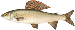 Lipień