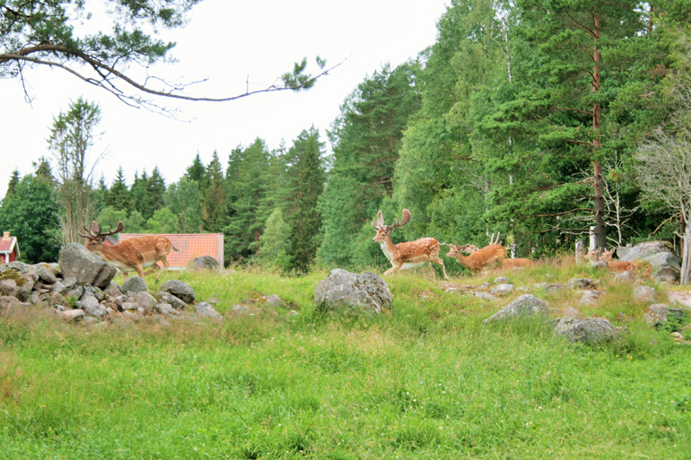 Szwecja