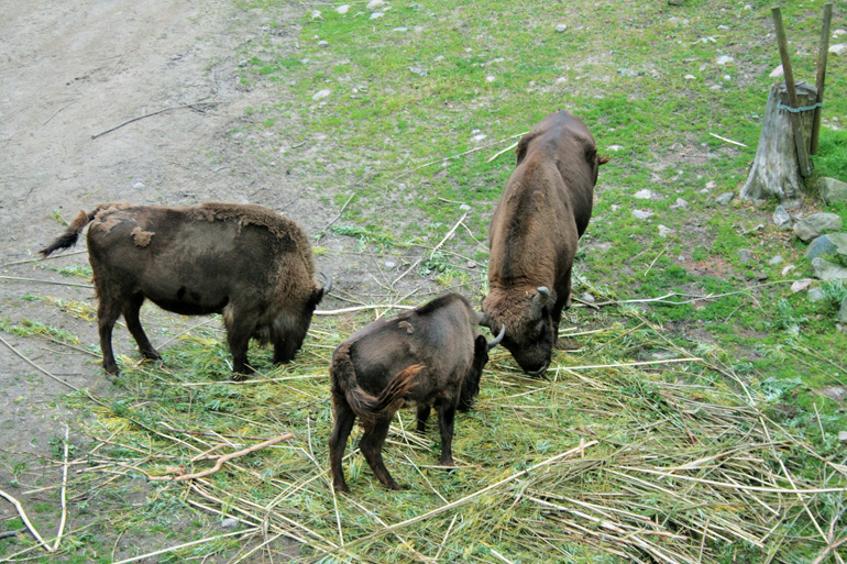Szwecja