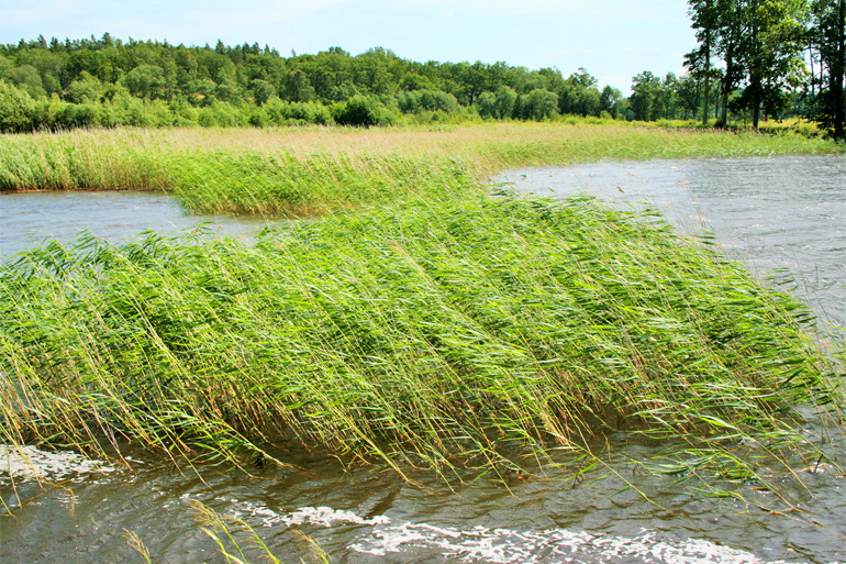 Szwecja