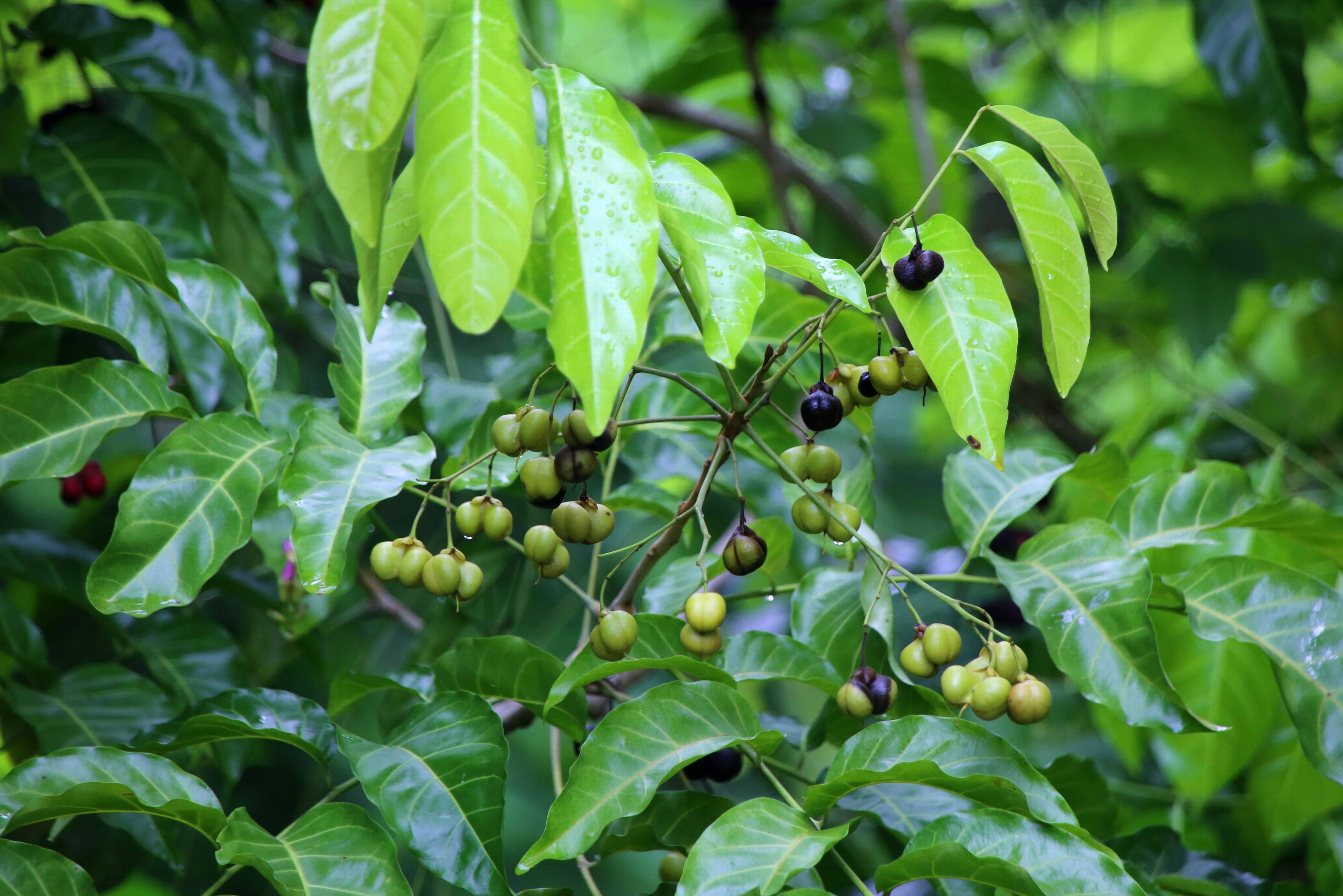 Vanuatu