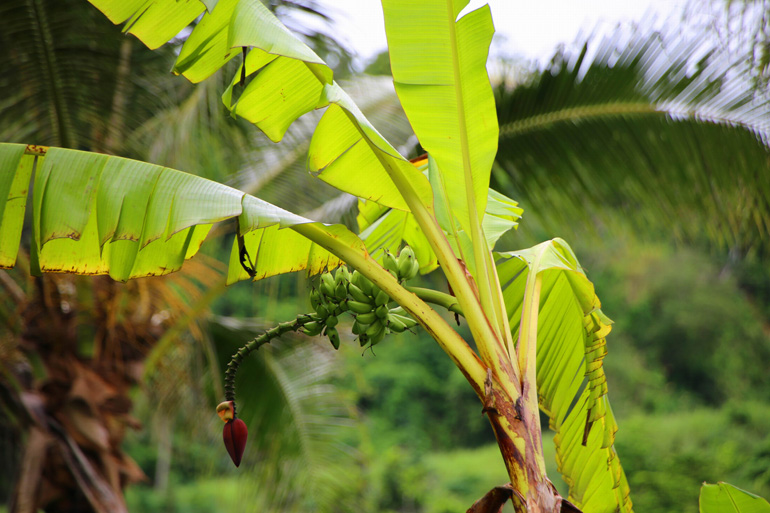 Vanuatu