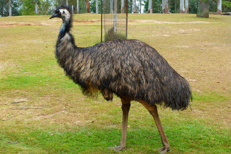 Vanuatu